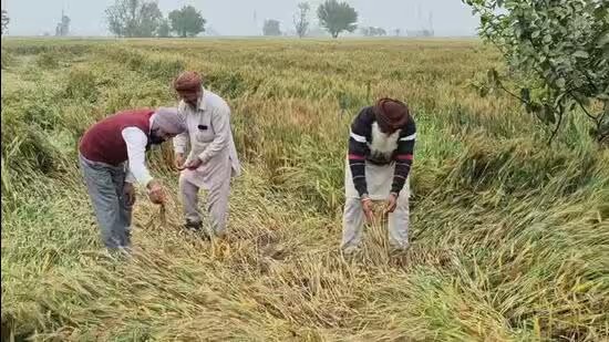 ਕੇਂਦਰ ਨੇ ਮੀਂਹ ਦੇ ਨੁਕਸਾਨ ਦਾ ਮੁਕਾਬਲਾ ਕਰਨ ਲਈ ਪੰਜਾਬ ਲਈ ਕਣਕ ਦੀ ਗੁਣਵੱਤਾ ਦੇ ਮਾਪਦੰਡਾਂ ਨੂੰ ਸੌਖਾ ਕੀਤਾ