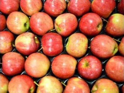 ਜੰਮੂ-ਕਸ਼ਮੀਰ ਦੇ ਸੇਬ ਦਾ ਉਤਪਾਦਨ 3.4% ਵਧਿਆ, ਪਰ ਨਿਰਯਾਤ 3 ਸਾਲਾਂ ਵਿੱਚ 26% ਘਟਿਆ: ਵਿਧਾਨ ਸਭਾ ਵਿੱਚ ਮੰਤਰੀ