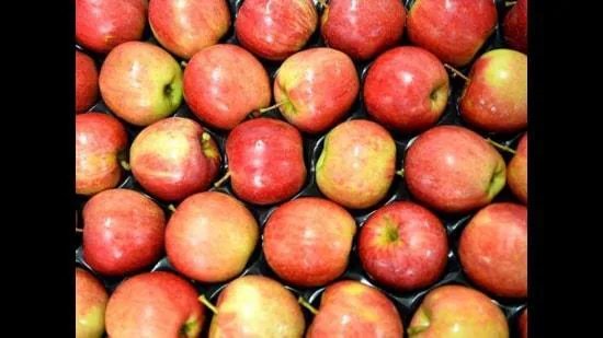 ਜੰਮੂ-ਕਸ਼ਮੀਰ ਦੇ ਸੇਬ ਦਾ ਉਤਪਾਦਨ 3.4% ਵਧਿਆ, ਪਰ ਨਿਰਯਾਤ 3 ਸਾਲਾਂ ਵਿੱਚ 26% ਘਟਿਆ: ਵਿਧਾਨ ਸਭਾ ਵਿੱਚ ਮੰਤਰੀ