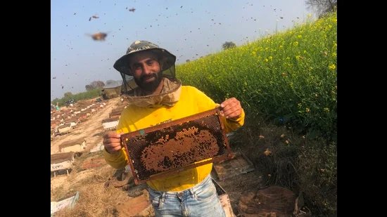 ਪੰਜਾਬ: ਅੰਮ੍ਰਿਤ ਇਕੱਠਾ ਕਰਨ ਦੇ ਸਮੇਂ ਦੌਰਾਨ ਮੀਂਹ ਨੇ ਮਧੂ ਮੱਖੀ ਪਾਲਕਾਂ ਨੂੰ ਡੰਗਿਆ