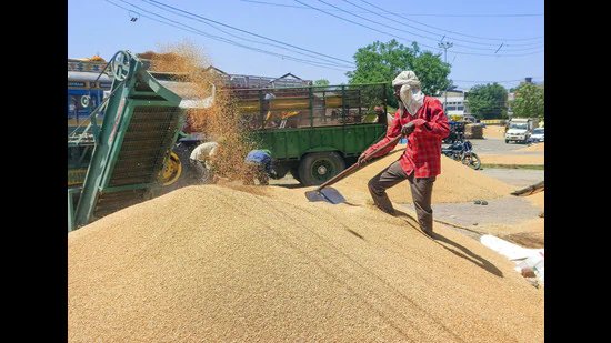 ਪੰਜਾਬ: ਕਣਕ ਦੀ ਖਰੀਦ ਮੁੜ ਸ਼ੁਰੂ, ਪਰ ਗੁਣਵੱਤਾ ਦੀਆਂ ਚਿੰਤਾਵਾਂ ਬਰਕਰਾਰ ਹਨ