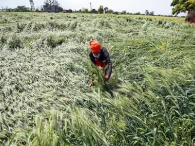 ਪੰਜਾਬ 'ਚ ਮੀਂਹ, ਗੜੇਮਾਰੀ ਨੇ ਫਸਲਾਂ ਨੂੰ ਮਾਰੀ ਮੁਆਵਜ਼ੇ ਲਈ ਕਿਸਾਨ, ਵਿਰੋਧ