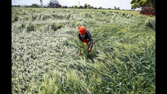 ਪੰਜਾਬ ‘ਚ ਮੀਂਹ, ਗੜੇਮਾਰੀ ਨੇ ਫਸਲਾਂ ਨੂੰ ਮਾਰੀ ਮੁਆਵਜ਼ੇ ਲਈ ਕਿਸਾਨ, ਵਿਰੋਧ