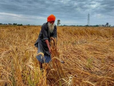 ਪੰਜਾਬ: ਮੀਂਹ, ਗੜੇਮਾਰੀ ਨੇ ਕਣਕ ਦੀ ਵਾਢੀ ਵਿੱਚ ਦੇਰੀ, ਕਿਸਾਨਾਂ ਨੂੰ ਫਸਲਾਂ ਦੇ ਨੁਕਸਾਨ ਦਾ ਡਰ