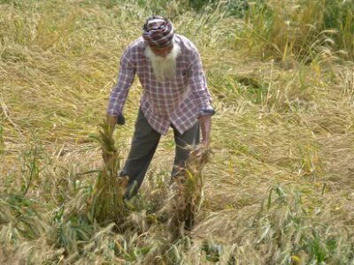 ਪੰਜਾਬ: ਮੀਂਹ, ਗੜੇਮਾਰੀ ਸੰਤਰੀ ਚੇਤਾਵਨੀ ਨੇ ਵਾਢੀ ਲਈ ਤਿਆਰ ਕਣਕ ਨੂੰ ਖ਼ਤਰਾ