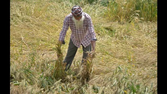 ਪੰਜਾਬ: ਮੀਂਹ, ਗੜੇਮਾਰੀ ਸੰਤਰੀ ਚੇਤਾਵਨੀ ਨੇ ਵਾਢੀ ਲਈ ਤਿਆਰ ਕਣਕ ਨੂੰ ਖ਼ਤਰਾ