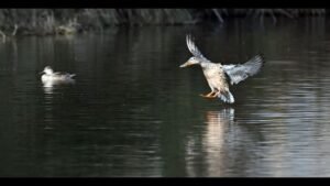 ਪੰਜਾਬ ਵੈਟਲੈਂਡਜ਼: ਐਨਫੋਰਸਮੈਂਟ ਨਜ਼ਰਾਂ ਤੋਂ ਖਿਸਕਣ ਕਾਰਨ ਘੱਟ ਏਵੀਅਨ ਮਹਿਮਾਨ ਉਡਾਣ ਭਰਦੇ ਹਨ