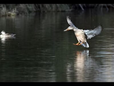 ਪੰਜਾਬ ਵੈਟਲੈਂਡਜ਼: ਐਨਫੋਰਸਮੈਂਟ ਨਜ਼ਰਾਂ ਤੋਂ ਖਿਸਕਣ ਕਾਰਨ ਘੱਟ ਏਵੀਅਨ ਮਹਿਮਾਨ ਉਡਾਣ ਭਰਦੇ ਹਨ