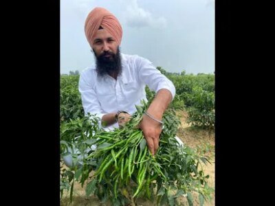 ਫਿਰੋਜ਼ਪੁਰ ਮਿਰਚਾਂ ਨੇ ਪੰਜਾਬ ਦੇ ਪਹਿਲੇ ਨਿਰਯਾਤ ਵਿੱਚ ਦੁਬਈ ਦੇ ਤਾਲੂ ਨੂੰ ਮਸਾਲਾ ਦਿੱਤਾ