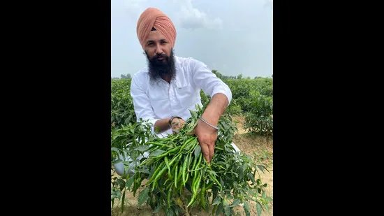 ਫਿਰੋਜ਼ਪੁਰ ਮਿਰਚਾਂ ਨੇ ਪੰਜਾਬ ਦੇ ਪਹਿਲੇ ਨਿਰਯਾਤ ਵਿੱਚ ਦੁਬਈ ਦੇ ਤਾਲੂ ਨੂੰ ਮਸਾਲਾ ਦਿੱਤਾ