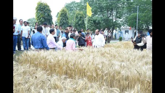 ਮੀਂਹ ਦੇ ਬਾਵਜੂਦ ਦੇਸ਼ ਵਿੱਚ ਕਣਕ ਦਾ ਝਾੜ ਪਿਛਲੇ ਸਾਲ ਦੇ ਟੀਚੇ ਨੂੰ ਪਾਰ ਕਰੇਗਾ: ICAR DG