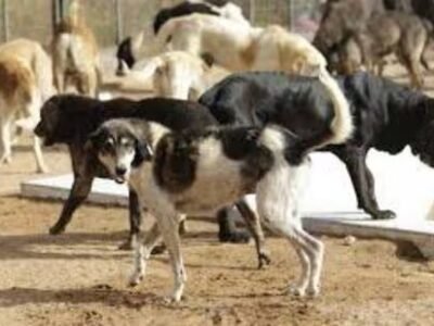 ਮੈਡੀਕਲ ਰਿਕਾਰਡਿੰਗ ਵਿੱਚ ਅੰਤਰ: ਪੰਚਕੂਲਾ ਕੁੱਤੇ ਦੇ ਕੱਟਣ ਦੇ ਦਾਅਵਿਆਂ 'ਤੇ ਕਾਰਵਾਈ ਕਰਨ ਲਈ ਸੰਘਰਸ਼ ਕਰ ਰਿਹਾ ਹੈ