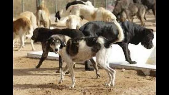 ਮੈਡੀਕਲ ਰਿਕਾਰਡਿੰਗ ਵਿੱਚ ਅੰਤਰ: ਪੰਚਕੂਲਾ ਕੁੱਤੇ ਦੇ ਕੱਟਣ ਦੇ ਦਾਅਵਿਆਂ ‘ਤੇ ਕਾਰਵਾਈ ਕਰਨ ਲਈ ਸੰਘਰਸ਼ ਕਰ ਰਿਹਾ ਹੈ