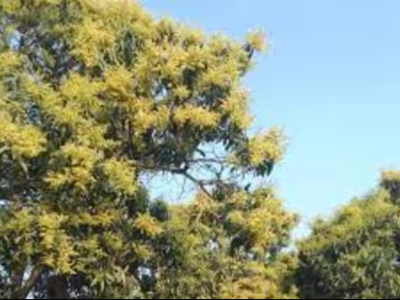 ਵਿਟਰਤੀ | ਅਪ੍ਰੈਲ ਲਿਲੀ ਅਤੇ ਆਰਬੋਰੀਅਲ ਸਾਹਸ ਦਾ