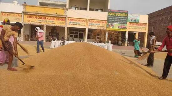 ਹਰਿਆਣਾ: ਕਣਕ ਦੀ ਆਮਦ 72 ਲੱਖ ਮੀਟਰਕ ਟਨ ਦੇ ਪਾਰ ਹੋਣ ਕਾਰਨ ਜਾਅਲੀ ਖਰੀਦ ਦਾ ਸ਼ੱਕ