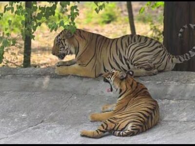 ਟਾਈਗਰ ਦੀ ਨਵੀਂ ਜੋੜੀ ਬਾਦਲ ਅਤੇ ਬਿਜਲੀ ਨੇ ਲੁਧਿਆਣਾ ਚਿੜੀਆਘਰ ਵਿੱਚ ਜਨਤਕ ਸ਼ੁਰੂਆਤ ਕੀਤੀ