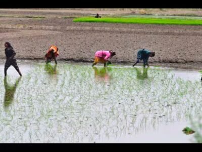 ਲੁਧਿਆਣਾ: ਪੀਐਸਪੀਸੀਐਲ ਨੇ ਝੋਨੇ ਦੇ ਸੀਜ਼ਨ ਦੇ ਸਿਖਰ 'ਤੇ 15 ਸਤੰਬਰ ਤੱਕ ਸਟਾਫ ਦੀ ਛੁੱਟੀ 'ਤੇ ਪਾਬੰਦੀ ਲਗਾ ਦਿੱਤੀ ਹੈ