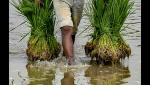 ਜੁਲਾਈ ਵਿੱਚ 25% ਮੀਂਹ ਦੀ ਘਾਟ ਹਰਿਆਣਾ ਦੇ ਝੋਨੇ ਦੀ ਪੈਦਾਵਾਰ ਨੂੰ ਪ੍ਰਭਾਵਤ ਕਰ ਸਕਦੀ ਹੈ: ਮਾਹਰ