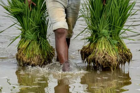 ਜੁਲਾਈ ਵਿੱਚ 25% ਮੀਂਹ ਦੀ ਘਾਟ ਹਰਿਆਣਾ ਦੇ ਝੋਨੇ ਦੀ ਪੈਦਾਵਾਰ ਨੂੰ ਪ੍ਰਭਾਵਤ ਕਰ ਸਕਦੀ ਹੈ: ਮਾਹਰ