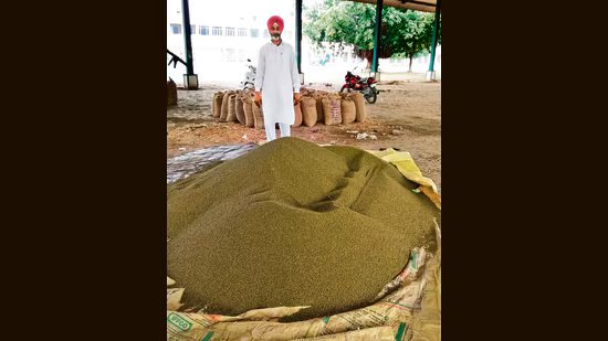 ਪੰਜਾਬ ਦੇ ਕਿਸਾਨ ਲਗਾਤਾਰ ਚੌਥੇ ਸੀਜ਼ਨ ਲਈ ਘੱਟੋ-ਘੱਟ ਸਮਰਥਨ ਮੁੱਲ ਤੋਂ ਘੱਟ ਮੂੰਗੀ ਵੇਚਣ ਲਈ ਮਜਬੂਰ ਹਨ