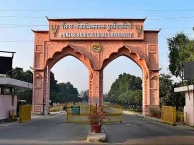 ਲੁਧਿਆਣਾ: ਪੀਏਯੂ ਦੇ ਮਾਹਿਰਾਂ ਨੇ ਬੇਬੀ ਕੌਰਨ ਨੂੰ ਝੋਨੇ ਦਾ ਲਾਹੇਵੰਦ ਬਦਲ ਦੱਸਿਆ ਹੈ