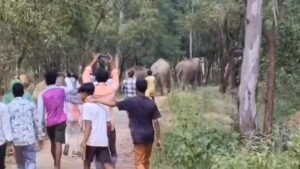 ਜੰਗਲੀ ਹਾਥੀਆਂ ਦੇ ਝੁੰਡ ਦਾ ਪਿੱਛਾ ਕਰਦੇ ਹੋਏ ਨੌਜਵਾਨ ਦਿਖਾਈ ਦਿੱਤੇ, ਵਾਇਰਲ ਵੀਡੀਓ ਕਾਰਨ ਵਧੀ ਚਿੰਤਾ